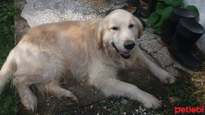 Golden Retriever, Köpek  Alex fotoğrafı