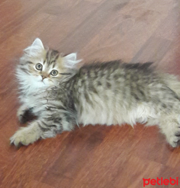 British Shorthair, Kedi  BAMBİ fotoğrafı