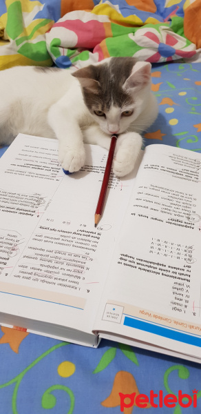 Ankara Kedisi, Kedi  PRENSES fotoğrafı