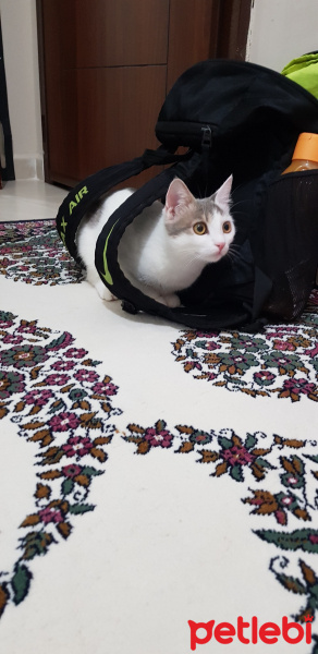 Ankara Kedisi, Kedi  PRENSES fotoğrafı