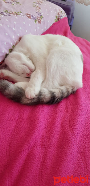 Ankara Kedisi, Kedi  PRENSES fotoğrafı