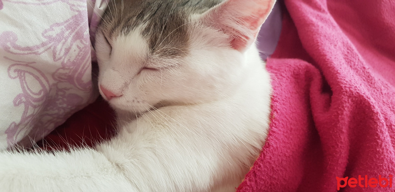 Ankara Kedisi, Kedi  PRENSES fotoğrafı