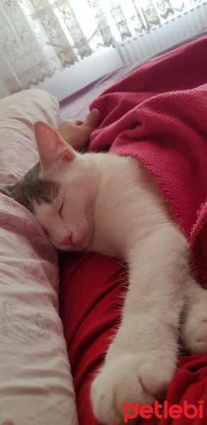 Ankara Kedisi, Kedi  PRENSES fotoğrafı