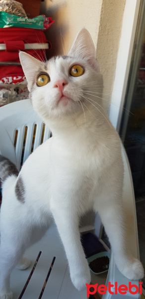 Ankara Kedisi, Kedi  PRENSES fotoğrafı