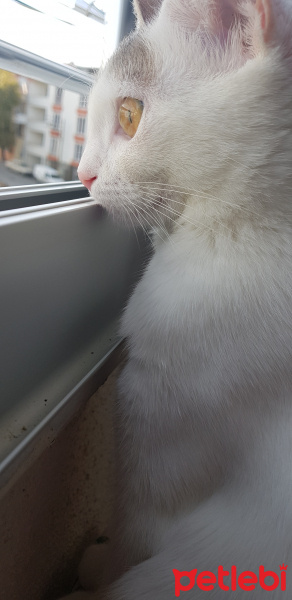 Ankara Kedisi, Kedi  PRENSES fotoğrafı