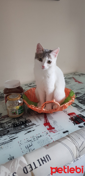 Ankara Kedisi, Kedi  PRENSES fotoğrafı