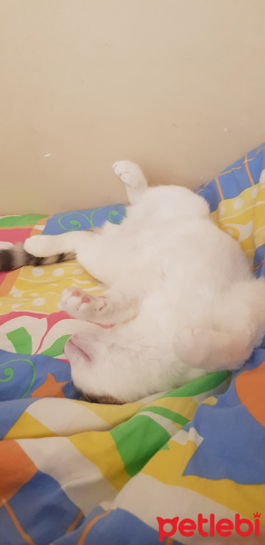 Ankara Kedisi, Kedi  PRENSES fotoğrafı