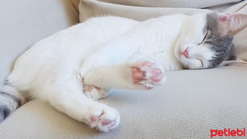 Ankara Kedisi, Kedi  PRENSES fotoğrafı