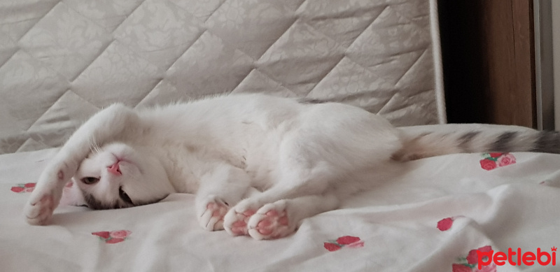 Ankara Kedisi, Kedi  PRENSES fotoğrafı