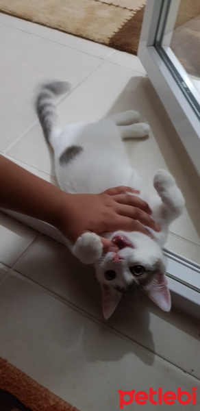 Ankara Kedisi, Kedi  PRENSES fotoğrafı
