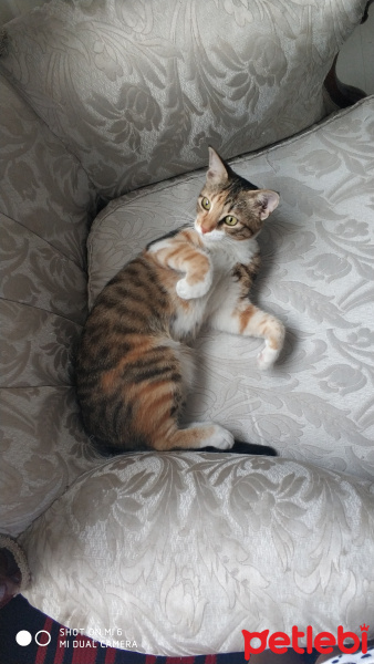 Tekir Kedi, Kedi  Safis fotoğrafı