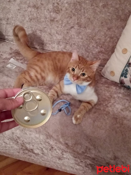 Tekir Kedi, Kedi  çiçi fotoğrafı