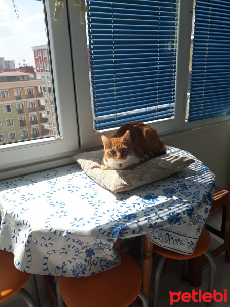 Tekir Kedi, Kedi  çiçi fotoğrafı