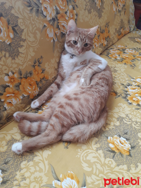 Tekir Kedi, Kedi  çiçi fotoğrafı