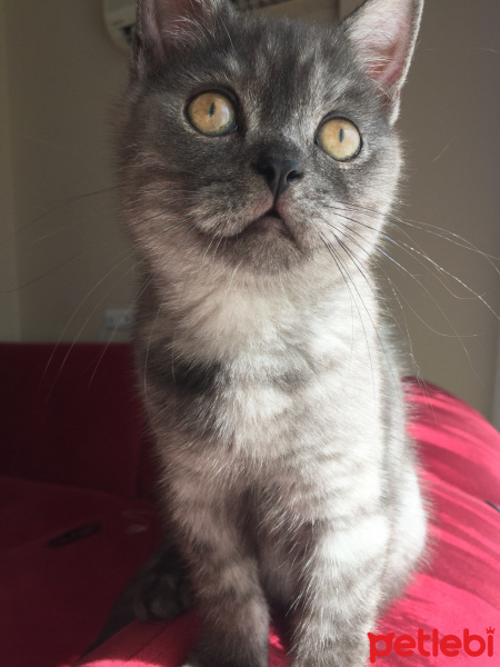 British Shorthair, Kedi  Duman fotoğrafı