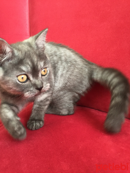 British Shorthair, Kedi  Duman fotoğrafı