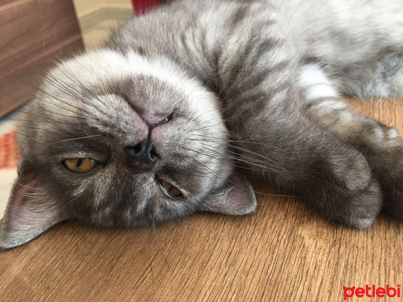 British Shorthair, Kedi  Duman fotoğrafı