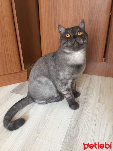 British Shorthair, Kedi  Duman fotoğrafı