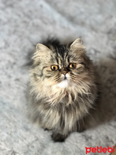 İran Kedisi (Persian), Kedi  Coco fotoğrafı