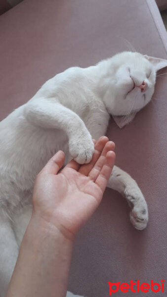 Ankara Kedisi, Kedi  Pamuk fotoğrafı