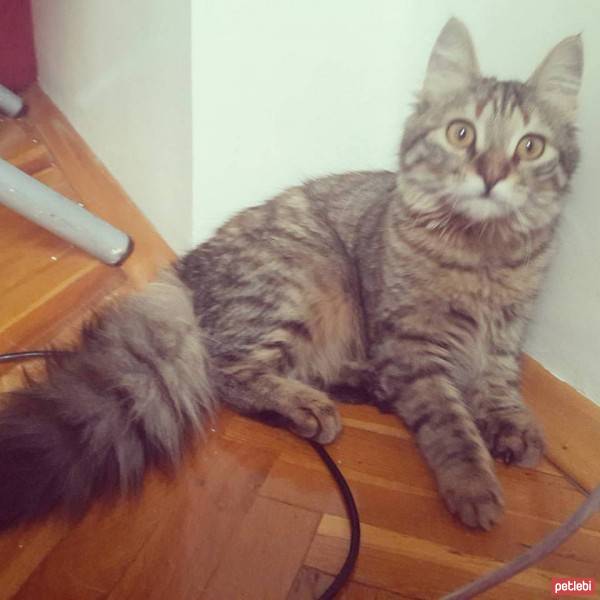 Tekir Kedi, Kedi  pino can fotoğrafı