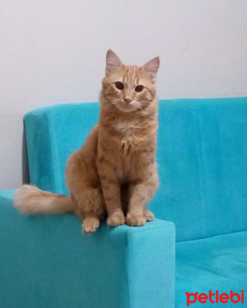 Sarman, Kedi  Kaju fotoğrafı