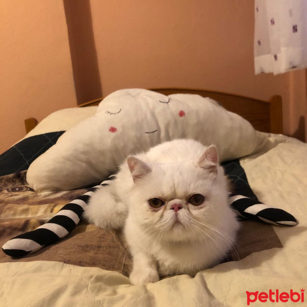 Exotic Shorthair, Kedi  ROCK fotoğrafı
