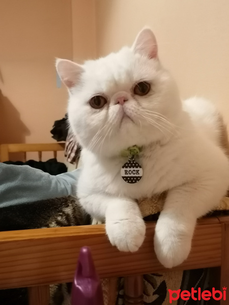 Exotic Shorthair, Kedi  ROCK fotoğrafı