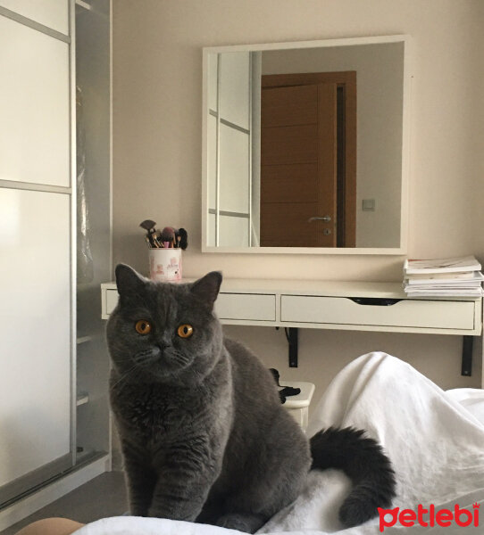 British Shorthair, Kedi  Lokum fotoğrafı