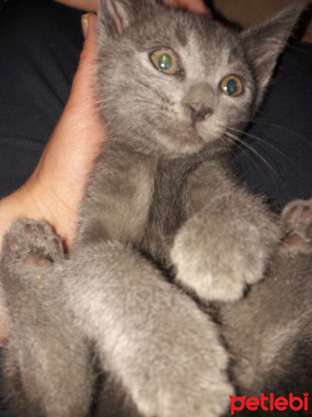 Tekir Kedi, Kedi  Duman fotoğrafı
