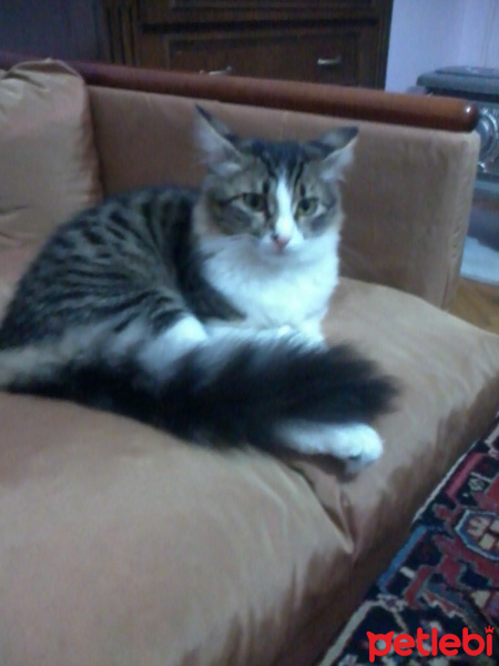 Soke, Kedi  Miço fotoğrafı
