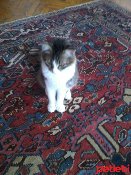 Soke, Kedi  Miço fotoğrafı