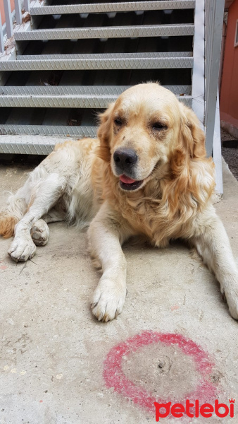 Golden Retriever, Köpek  BAKIR fotoğrafı