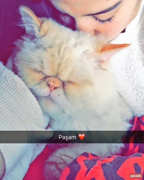 İran Kedisi (Persian), Kedi  Paşa fotoğrafı