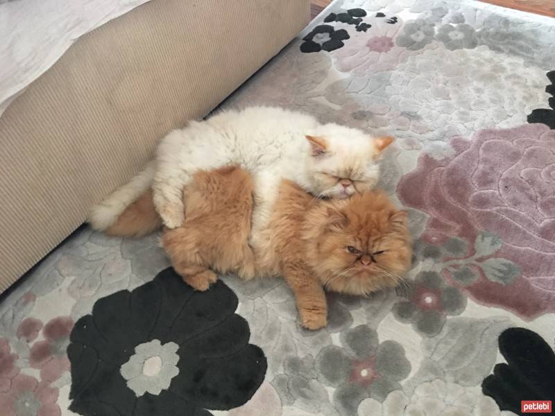 İran Kedisi (Persian), Kedi  Paşa fotoğrafı