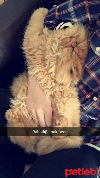 İran Kedisi (Persian), Kedi  Paşa fotoğrafı