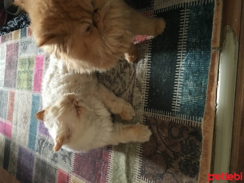 İran Kedisi (Persian), Kedi  Paşa fotoğrafı