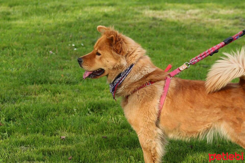 Chow Chow (çin Aslanı), Köpek  Tarçın fotoğrafı