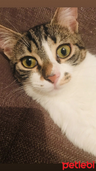 Tekir Kedi, Kedi  Minnoş fotoğrafı