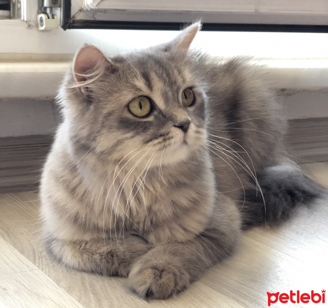 British Shorthair, Kedi  Şila fotoğrafı