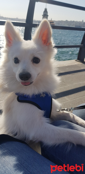 Pomeranyalı, Köpek  Ares fotoğrafı