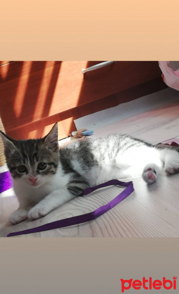 Tekir Kedi, Kedi  Momiş fotoğrafı