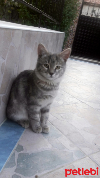 Tekir Kedi, Kedi  Duman fotoğrafı