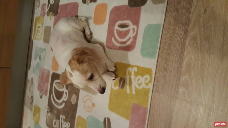 Jack Russell Terrier, Köpek  Bidican fotoğrafı