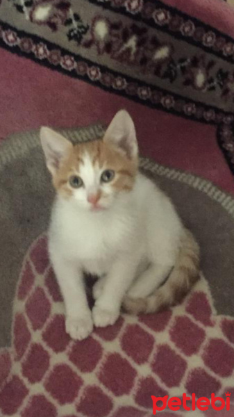American Wirehair, Kedi  Nazende fotoğrafı