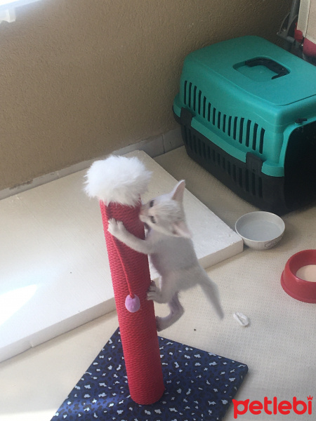 Tekir Kedi, Kedi  Fıstık fotoğrafı
