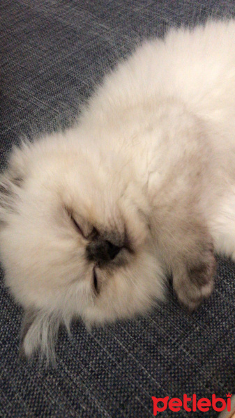 İran Kedisi (Persian), Kedi  Bulut fotoğrafı