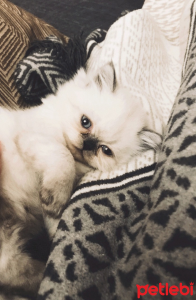 İran Kedisi (Persian), Kedi  Bulut fotoğrafı