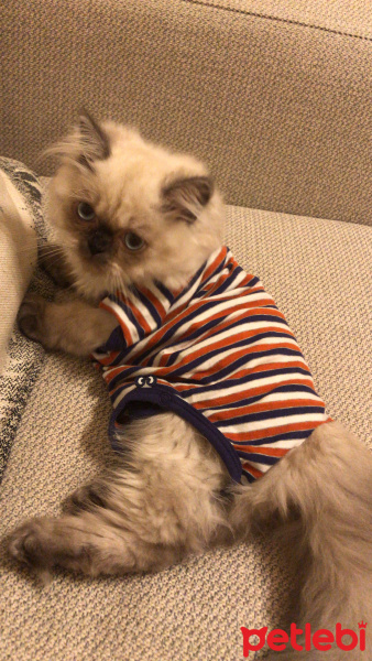 İran Kedisi (Persian), Kedi  Bulut fotoğrafı