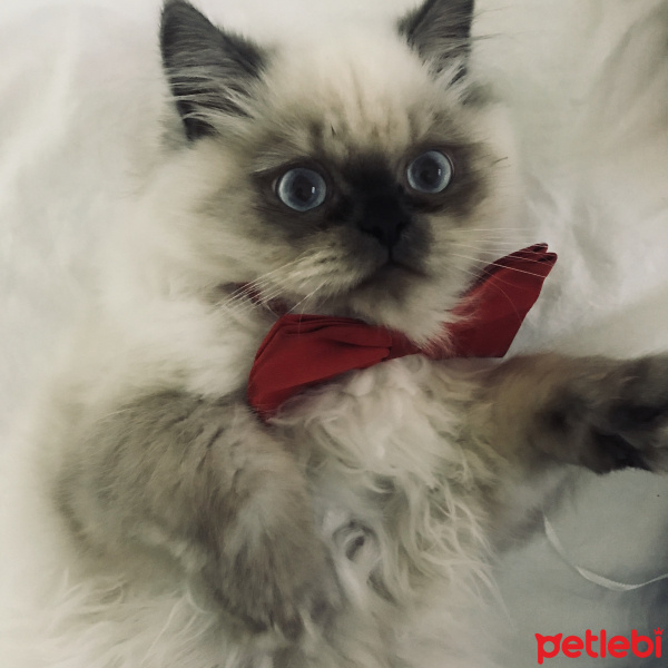 İran Kedisi (Persian), Kedi  Bulut fotoğrafı